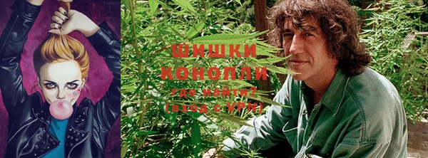 крисы Абаза