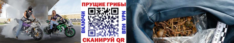 Псилоцибиновые грибы Psilocybe ссылка на мегу ССЫЛКА Губкин